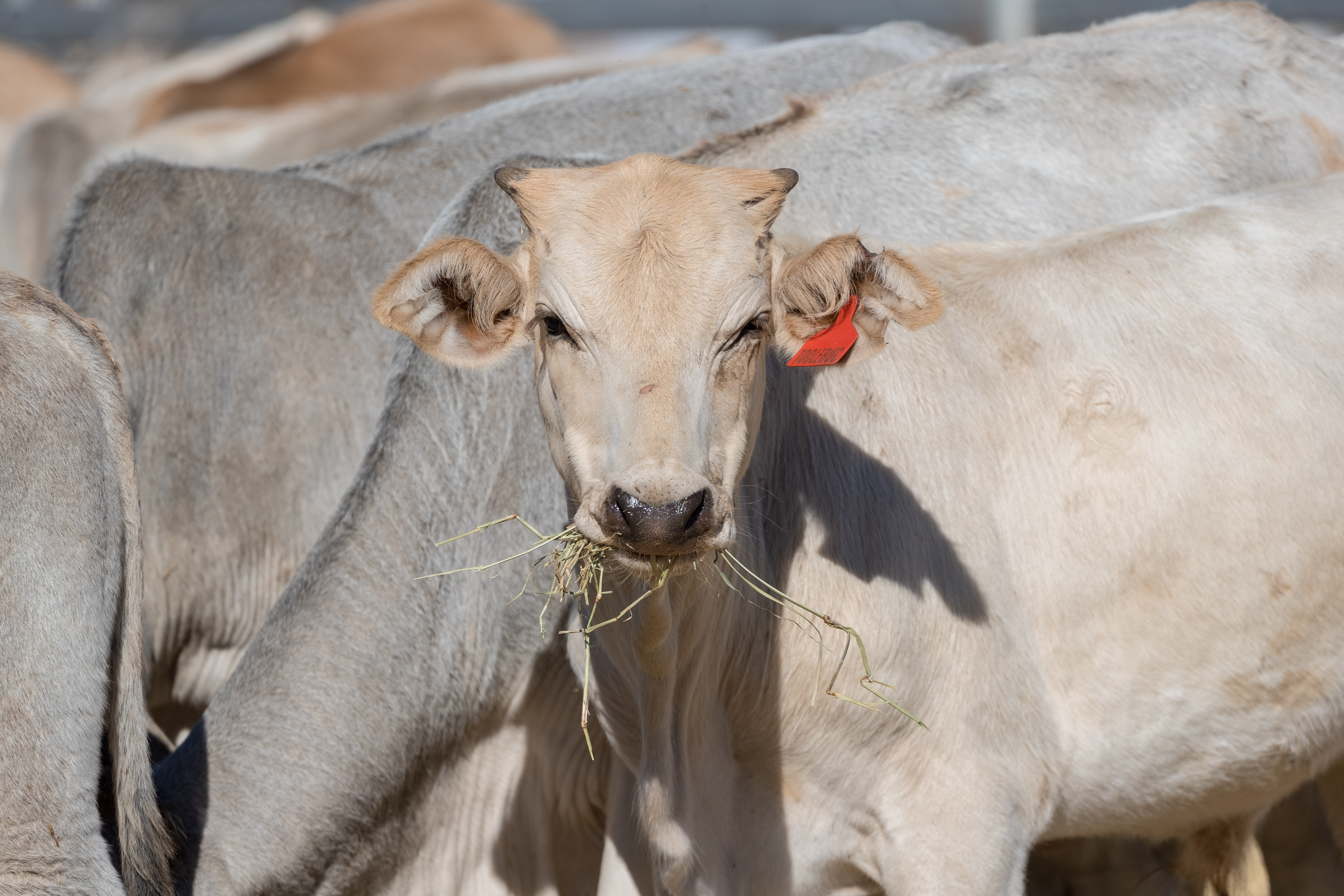 Cloncurry Saleyards