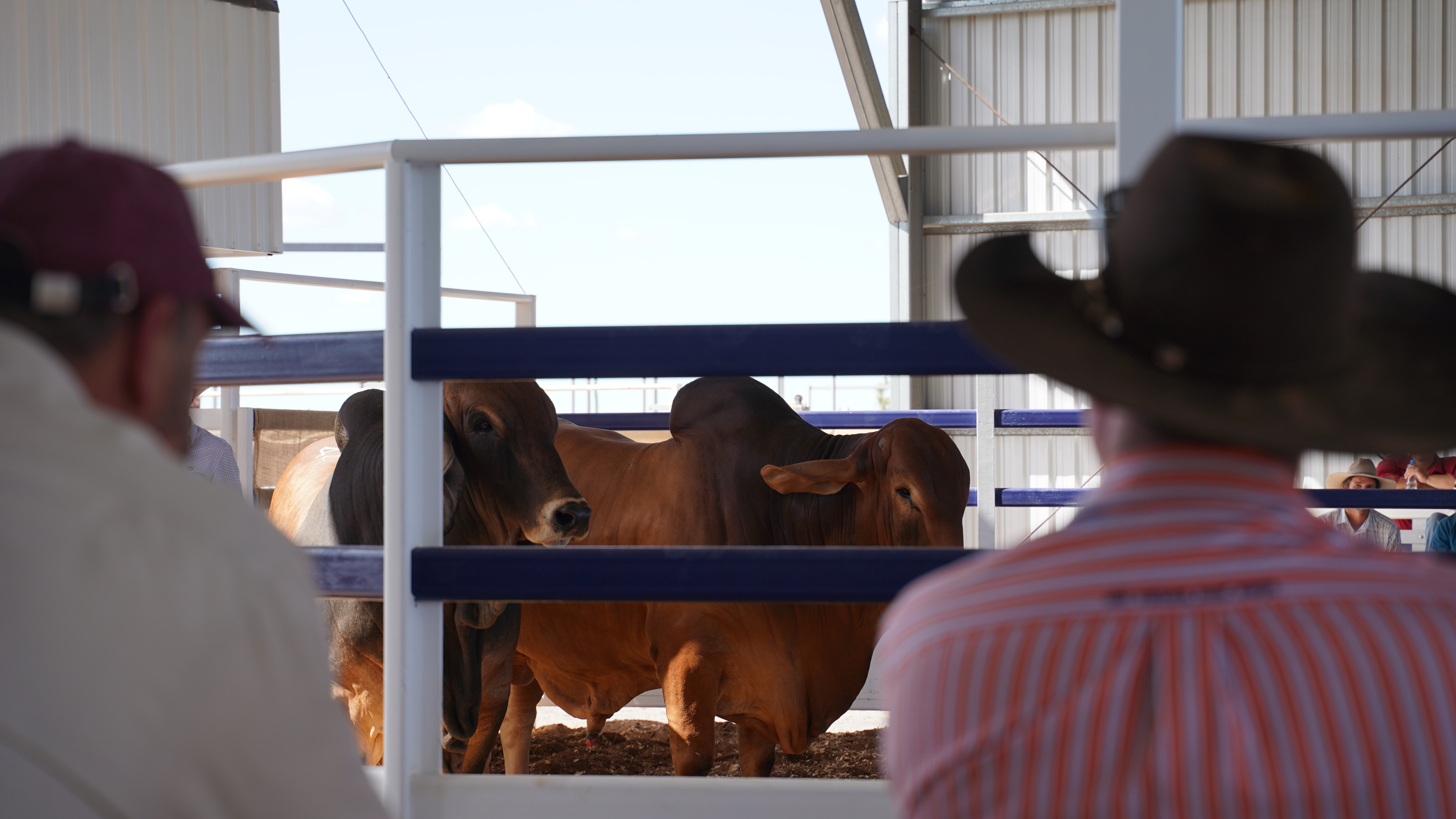 Farmers looking at cattle